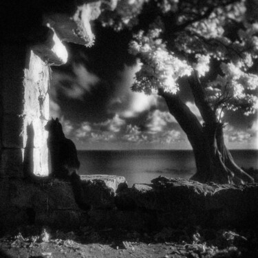 数字艺术 标题为“Shadow Cat” 由View From The Grave, 原创艺术品, 操纵摄影