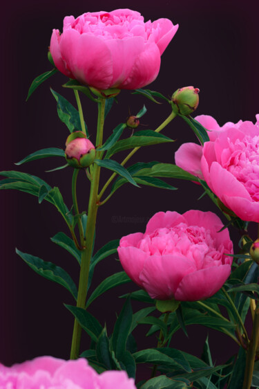 摄影 标题为“Flowerissimo_10020” 由Michael Vdovin, 原创艺术品, 数码摄影