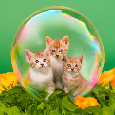 数字艺术 标题为“Cute cats” 由Caprice, 原创艺术品, AI生成的图像