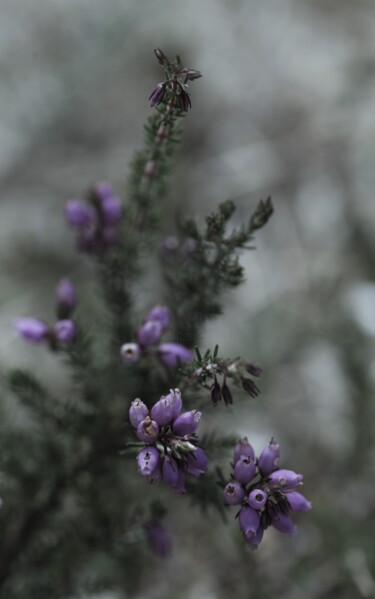 Fotografie mit dem Titel "Violettes" von Laetitia Servant, Original-Kunstwerk, Digitale Fotografie