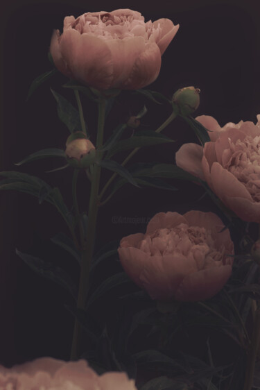 摄影 标题为“Flowerissimo_10014” 由Michael Vdovin, 原创艺术品, 数码摄影