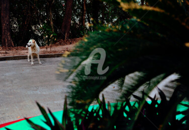 Macau - White Dog in the Street Photographie intitulée "Macau - White Dog i…" par Clement Tsang, Œuvre d'art originale, Photographie numérique