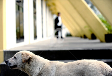 Photography titled "Macau - White Dog a…" by Clement Tsang, Original Artwork, Digital Photography