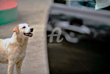 Macau - My Dog is waiting for me Fotografie getiteld "Macau - My Dog is w…" door Clement Tsang, Origineel Kunstwerk, Digitale fotografie