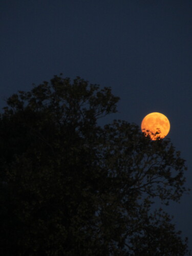 Photographie intitulée "Nid. La Lune, épris…" par C. Léonard, Œuvre d'art originale, Photographie numérique