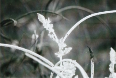 "überLicht" başlıklı Fotoğraf Vanessa K. tarafından, Orijinal sanat, Analog Fotoğrafçılık