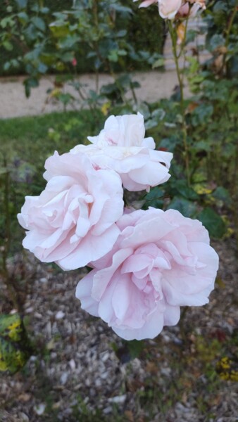 Photographie intitulée "Three pink roses" par Emma Laflute, Œuvre d'art originale, Photographie numérique
