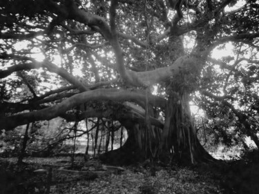 Photography titled "L'albero" by Antonella Cannata, Original Artwork, Digital Photography