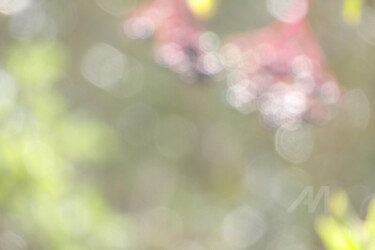 摄影 标题为“Abstract botanical…” 由Cédric Hajiji, 原创艺术品, 数码摄影
