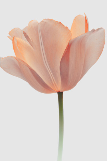 "Flowerissimo_19020" başlıklı Fotoğraf Michael Vdovin tarafından, Orijinal sanat, Dijital Fotoğrafçılık