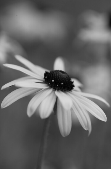 Photography titled "Marguerite noire et…" by Laetitia Servant, Original Artwork, Digital Photography
