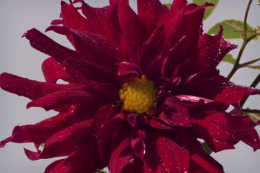 摄影 标题为“Flowerissimo_11298” 由Michael Vdovin, 原创艺术品, 数码摄影