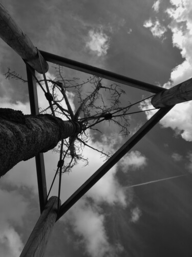 Photographie intitulée "Controlled Growth" par Cometp, Œuvre d'art originale, Photographie numérique