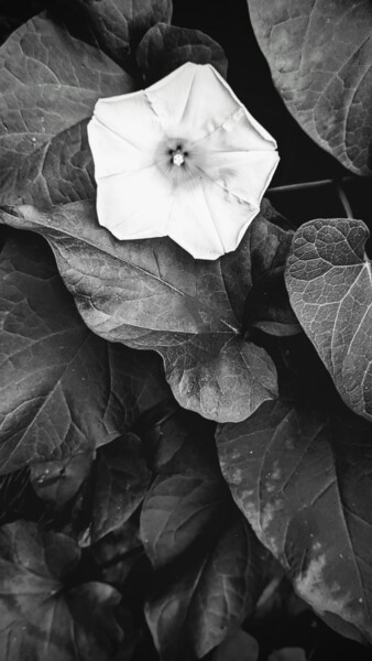 Photography titled "Greydients three" by C.R. Kunferman, Original Artwork, Digital Photography