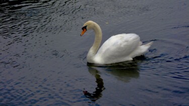 Photography titled "Swan at river Bandon" by Andrea Gruber, Original Artwork, Digital Photography