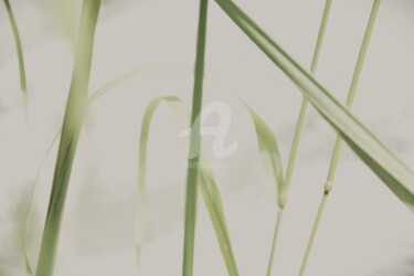 摄影 标题为“Perception de la na…” 由Virginie Dartois, 原创艺术品, 数码摄影
