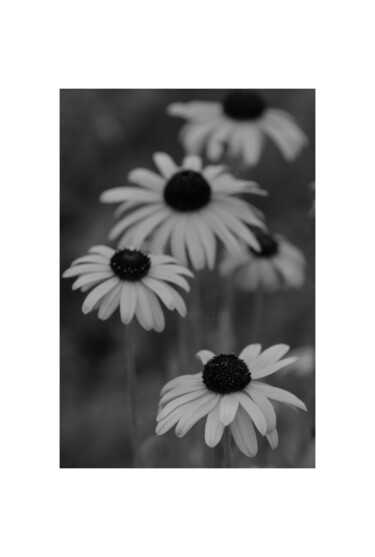 Photography titled "Bouquet de margueri…" by Laetitia Servant, Original Artwork, Digital Photography