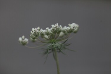 Photographie intitulée "Petit bouquet" par Laetitia Servant, Œuvre d'art originale, Photographie numérique