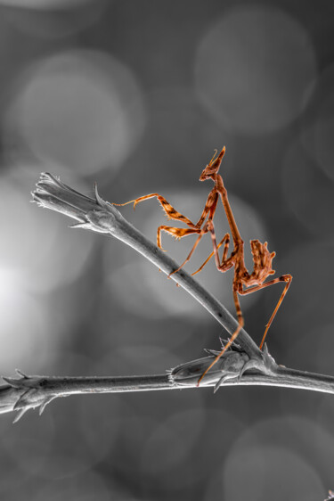 9927 - Diablotin ou Empusa pennata