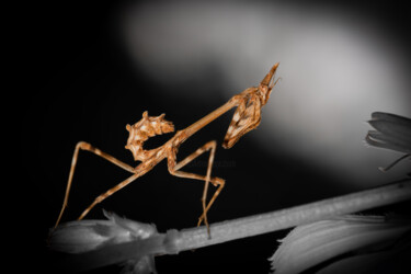9948 - Diablotin ou Empusa pennata