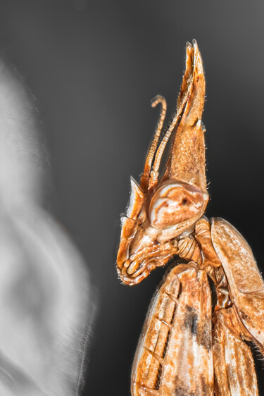 9978 - Diablotin ou Empusa pannata