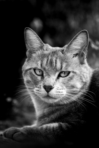 Photographie intitulée "5755 - Chat europée…" par Luc Torres, Œuvre d'art originale, Photographie numérique