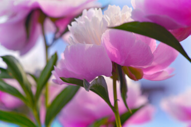 "Flowerissimo_13930" başlıklı Fotoğraf Michael Vdovin tarafından, Orijinal sanat, Dijital Fotoğrafçılık