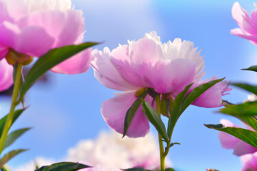 摄影 标题为“Flowerissimo_13938” 由Michael Vdovin, 原创艺术品, 数码摄影