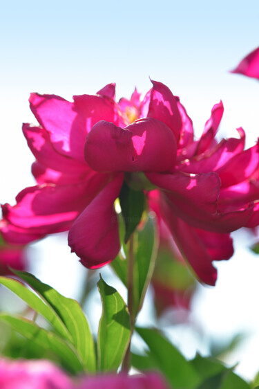 摄影 标题为“Flowerissimo_13970” 由Michael Vdovin, 原创艺术品, 数码摄影