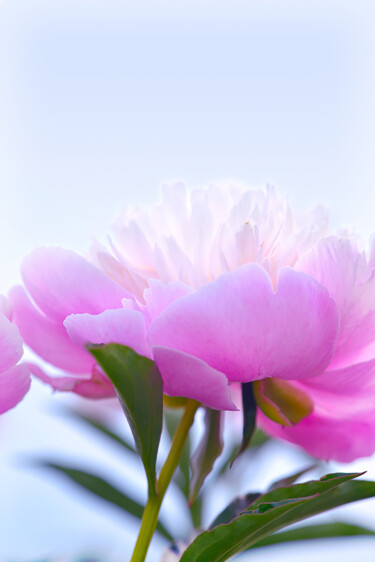 摄影 标题为“Flowerissimo_13898” 由Michael Vdovin, 原创艺术品, 数码摄影