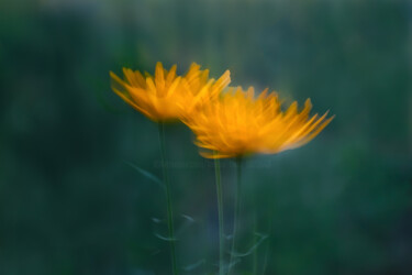 "Dream Flower" başlıklı Fotoğraf Lavinia Radu tarafından, Orijinal sanat, Dijital Fotoğrafçılık