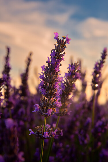 Photographie intitulée "Splendeur Violette" par Bastien Galiana, Œuvre d'art originale, Photographie numérique
