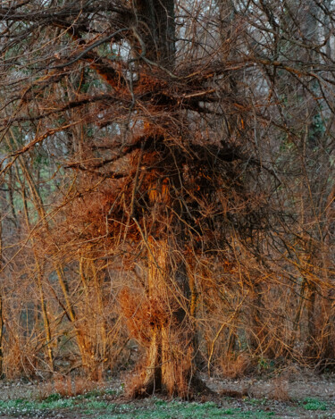 Photography titled "Giant (Open Edition)" by Mirko Errigo, Original Artwork, Digital Photography