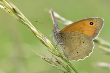 0538 - Papillon Myrtil