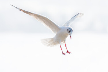 4170 - Le vol de la mouette rieuse