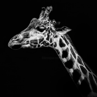 4140 - La Girafe