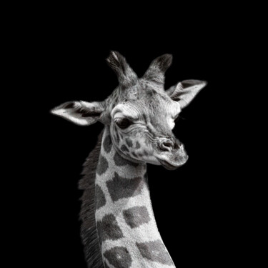 4255 - Le Girafon