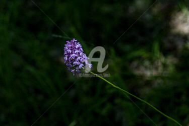 Fotografia intitolato "Orchidea pirmidale" da Ilesh, Opera d'arte originale, Fotografia digitale