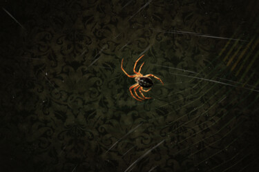 摄影 标题为“The Spider Chronicl…” 由Zbigniew Kubasiak, 原创艺术品, 操纵摄影
