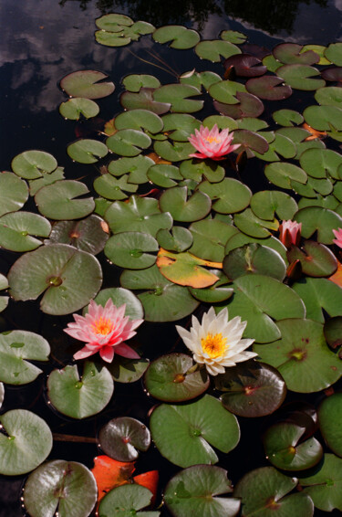 摄影 标题为“Water lily and the…” 由Ekaterina Kastalskaya, 原创艺术品, 电影摄影