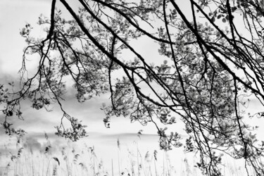 Фотография под названием "le pays du matin ca…" - Catherine Péré, Подлинное произведение искусства, Цифровая фотография
