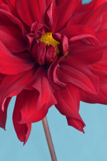 Photography titled "Flowerissimo_10908" by Michael Vdovin, Original Artwork, Digital Photography