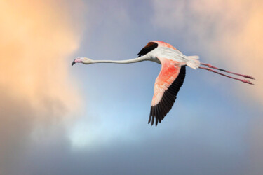0055 - Le vol du flamant rose