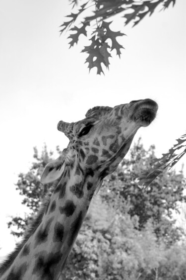 Fotografia intitolato "Exotic Animals 9" da Sergio Benetti, Opera d'arte originale, Fotografia digitale