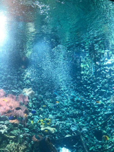 Photography titled "Aqua" by Alexa Healey, Original Artwork, Non Manipulated Photography