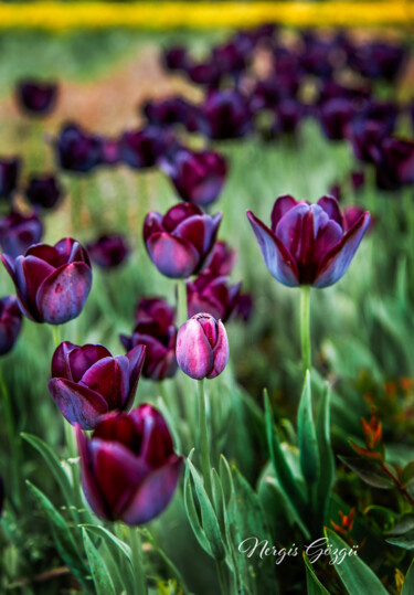 Fotografía titulada "LALE (TULIP)" por Nergis Gözgü, Obra de arte original, Fotografía digital
