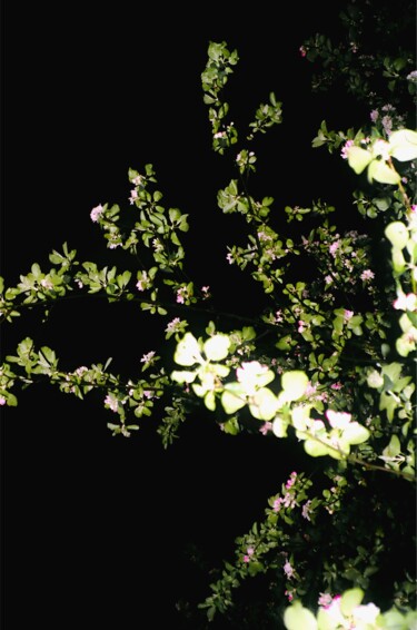 Φωτογραφία με τίτλο "untitled blossom #2" από Nikolay Kolesnikov, Αυθεντικά έργα τέχνης, Φωτογραφική ταινία