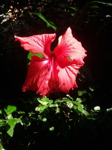 Fotografía titulada "Hibiscus" por Dpaulinos, Obra de arte original, Fotografía no manipulada