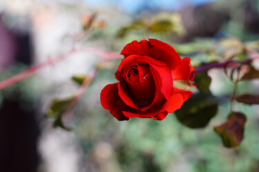 Photographie intitulée "Une Rose Rouge" par Abdelkader Amine Drizi, Œuvre d'art originale, Photographie numérique
