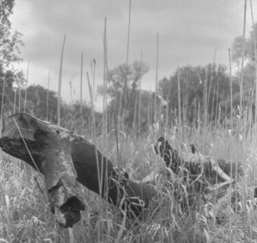 Photographie intitulée "Marne" par Michał Wiśniecki, Œuvre d'art originale, Photographie numérique